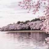 いつまでも心に残る桜が印象的な映画12選